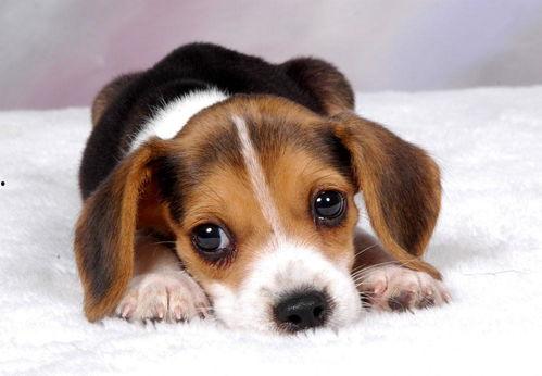 娱乐吃瓜菌小狗视频大全