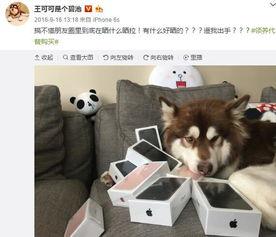 娱乐吃瓜菌小狗视频大全