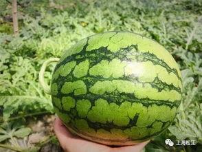 十堰今日吃瓜事件真相,揭秘背后真相，还原事件始末