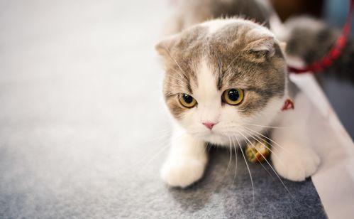 折耳猫娱乐吃瓜,揭秘娱乐圈吃瓜背后的真相与趣味